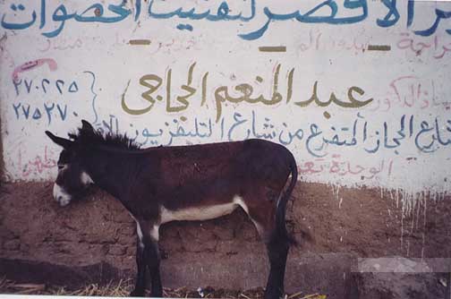 donkey_web
