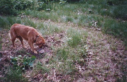 Rosie in the center of the spiral