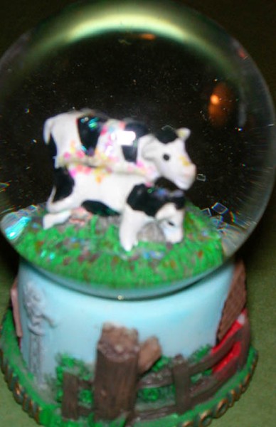 the newest globe in the collection, Wisconsin cows from guest Barb Bowen