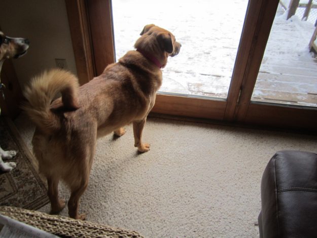 amber-12-240-at-door