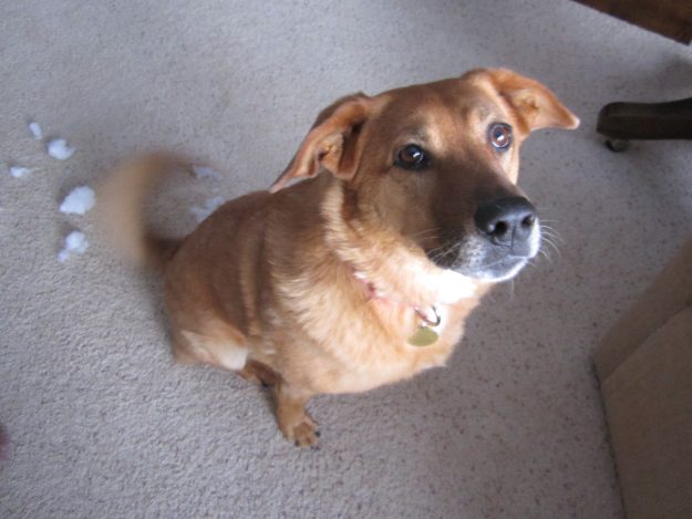 amber-12-420-head-shot