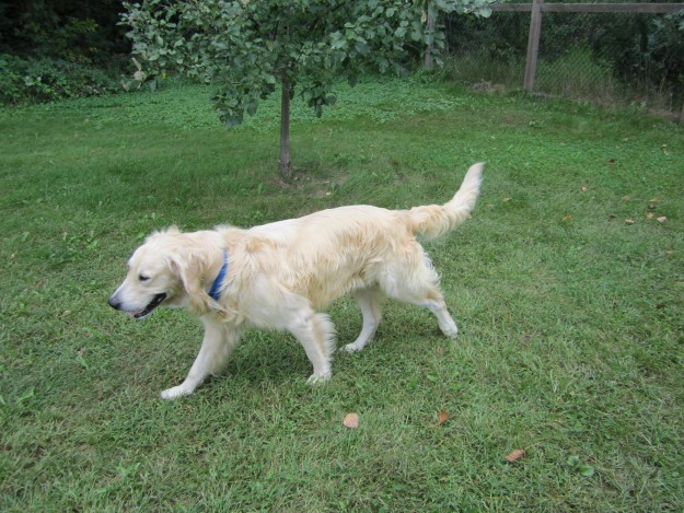 He is so pleased with the safe backyard