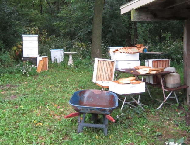 The aviary is pretty much over - clean-up time -- with the help of the bees who do a good job of cleaning off the frames. 