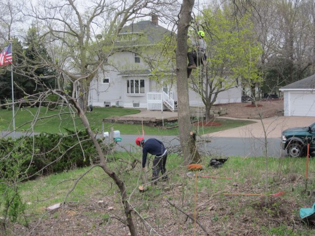 Tree climber Doug Law