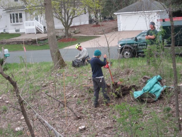 Doug, Dan Wemier and Ben Gergen are re-positioning a small oak that will be mighty some day