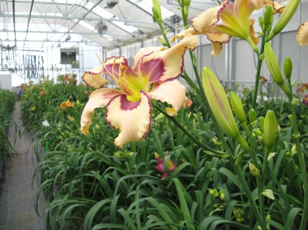 Karol is working on hybridizing these lilies, it takes about 5 years to have one to introduce as a new variety