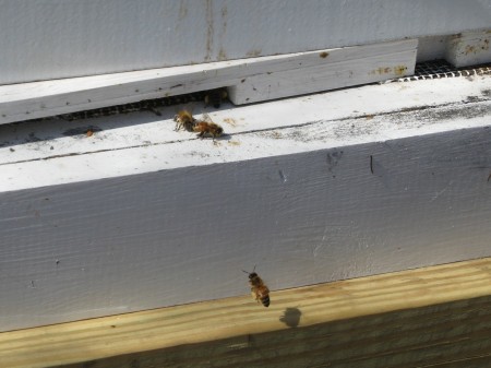 bees with pollen sacs -- not sure where they are getting the pollen, probably the trees