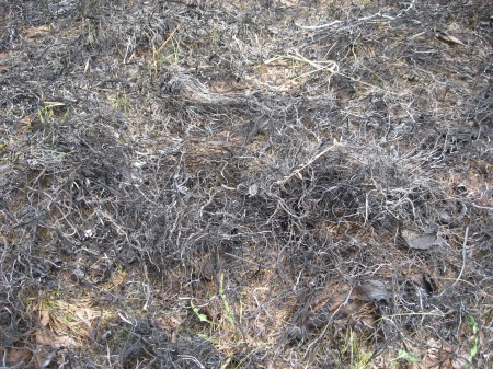 The ash will sink into the earth providing fertilizer providing optimal soil conditions