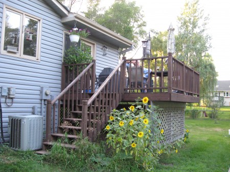 The birds planted their own sunflower seeds this year