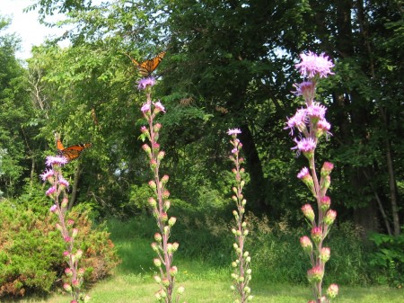 The Monarchs are back
