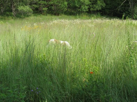 George is lost chasing mice in the prairie grasses