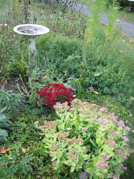 mums always feel like our wedding flowers since we had lots of them for our October wedding in the Dells