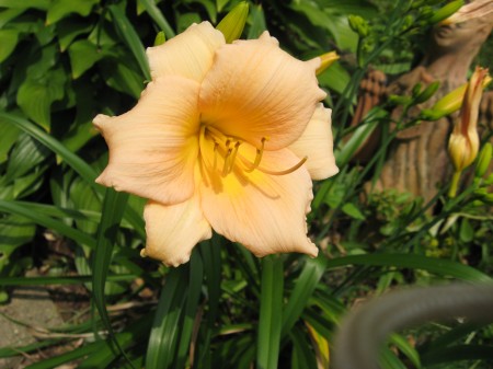 This is my first day lily -- Mini Pearl. I bought it here at Rose Floral last summer. It was blooming at the time and that is when I fell in love with day lilies. Sweet bloom and a soft fragrance that is indescribable.