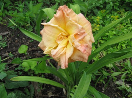 I think this is the "Pat Neumann" a day lily named for her.