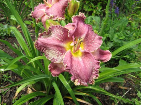 Wrestling with Angels from Karol Emmerich, day lily grower and cultivator extraordinaire in Jordan, MN.
