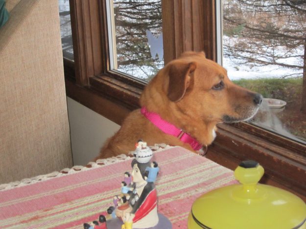 first-day-dog-window-on-the-world