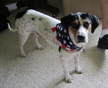 Jonesy all dressed up for the 4th of July Parade 