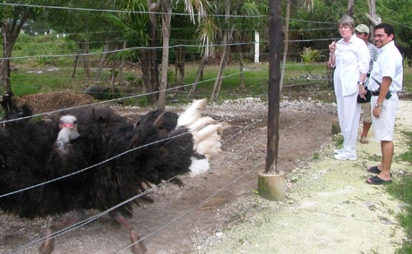 I remember the ostrich really liked me :)