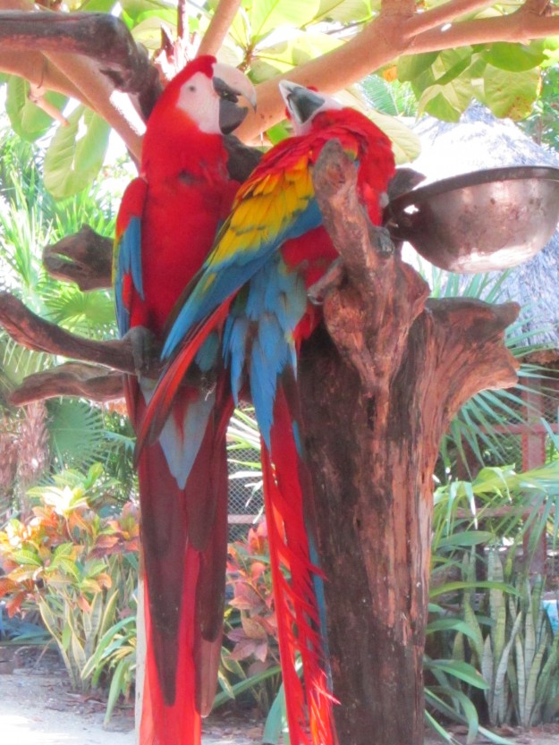 scarlet macaw. 1.29.13