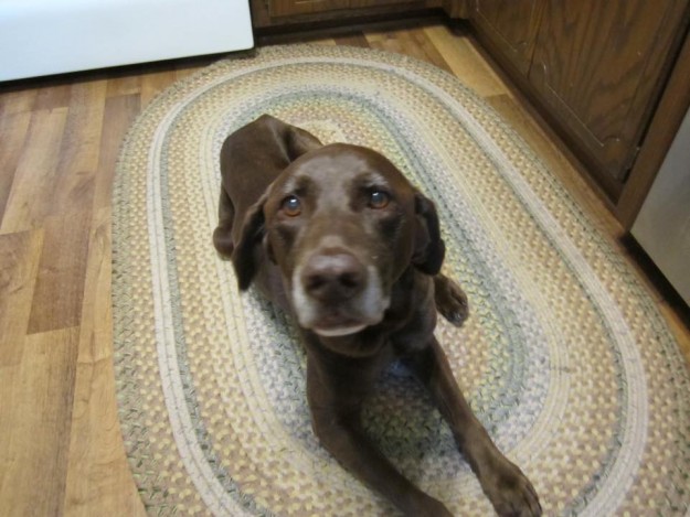 the lost dog very emaciated, long toenails, no collar and no microchip