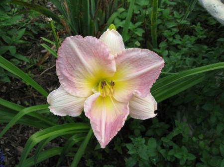 an unknown one -- also from Pat